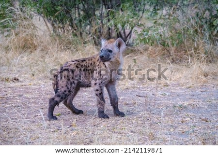 young hyena in Kruger national park South Africa, Hyena family in South Africa. 