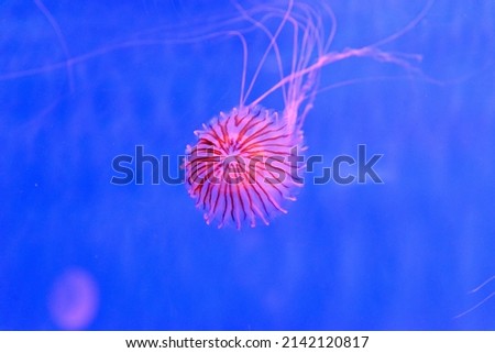 Chrysaora pacifica, commonly named the Japanese sea nettle, is a jellyfish in the family Pelagiidae.[1] This common species is native to the northwest Pacific Ocean, including Japan and Korea. Royalty-Free Stock Photo #2142120817