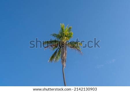 Isolated palm tree on blue sky. Tropical background. Beach vibe