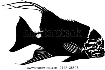 vector silhouette aquarium fish cichlid isolated on white background