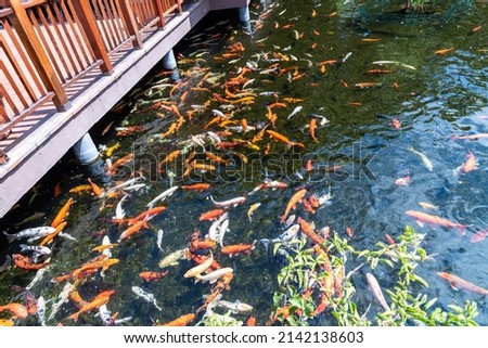 Feeding the hungry decorative Koi carps in the pond. Colorful decorative fish float in an artificial pond.