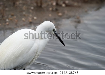Little Egret at the Circeo National Park