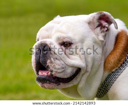 English Bulldog at a dog show Royalty-Free Stock Photo #2142142893