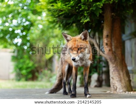 Close up of a red fox (Vulpes vulpes) standing on a wooden patio decking in a garden, UK.
