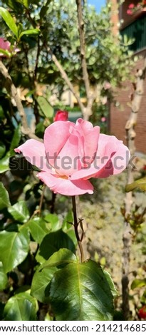 red rose with flowers and thorns in the garden. High quality photo