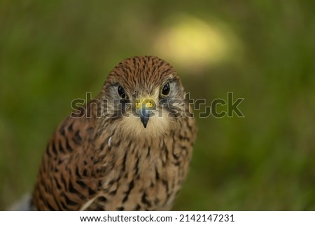 Female Falcon headshot on green background