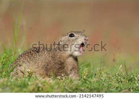 European ground squirrel (Spermophilus citellus), with red coloured background. An amazing endangered mammal with yellow and orange hair in the steppe. Wildlife scene from nature, Czech Republic.