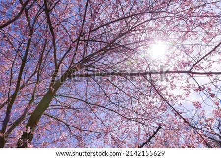 Cherry blossom trees with sunlight in Central Park