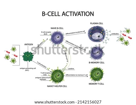 CYTOKINE-PRODUCTION Stock Vector Images - Avopix.com