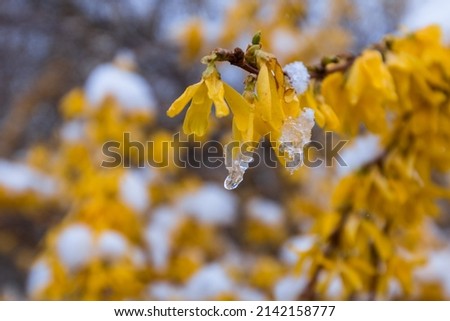 Winter recovers spring. Yellow forsythia covered with ice and snow.