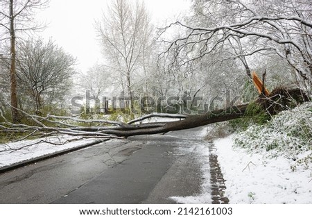 A tree has been uprooted during a snowstorm and fallen over the road Royalty-Free Stock Photo #2142161003