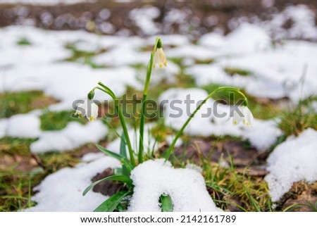 Close-up image of the spring flowering white. gentle white snowdrop flowers growth in snow. Beautiful spring natural background. early spring season concept.