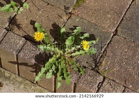 Close up flowering Taraxacum officinale, common dandelion of the family Asteraceae or Compositae between tiles of the step at the door. Spring, Netherlands Royalty-Free Stock Photo #2142166929