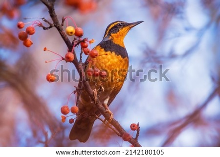varied thrush eating a berry from a crab apple tree  Royalty-Free Stock Photo #2142180105
