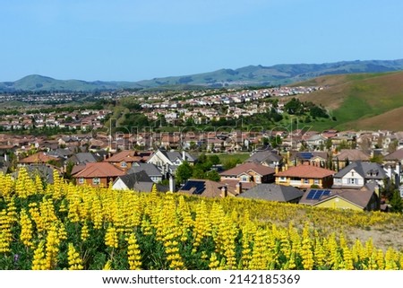 Scenic view of golden lupine field on hillside. Background blurred view upscale residential suburban neighborhood on rolling hills in San Ramon, California. Royalty-Free Stock Photo #2142185369