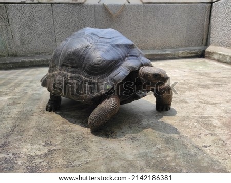 Rare turtles in an animal captivity in Jakarta