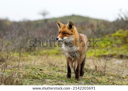 Red Fox Standing on A Field of Grass