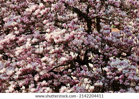 Magnolia pink flowers and dark branches as background