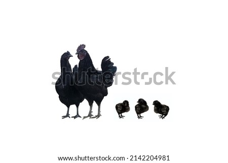Family of black chickens of the Chinese breed dongxiang on a white background. Adult couple: rooster and hen and 3 fluffy chicks. Beautiful poultry. Royalty-Free Stock Photo #2142204981