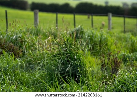 Stud Angus, wagyu, speckle park, Murray grey, Dairy and beef Cows and Bulls grazing on grass and pasture in a field. The animals are organic and free range, being grown on an agricultural farm. Royalty-Free Stock Photo #2142208161
