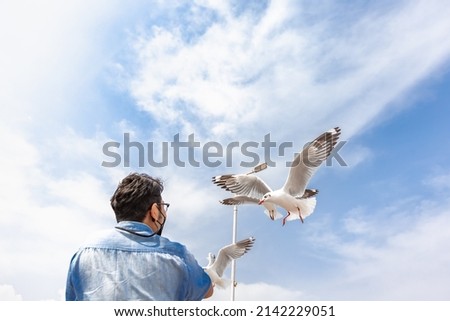 Seagull flying and eating crackling from hand
