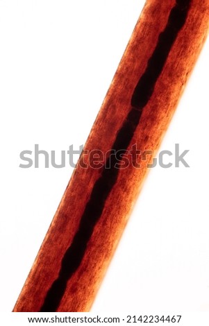 Characteristics of Hair cell of human under microscope view for education in laboratory.
 Royalty-Free Stock Photo #2142234467