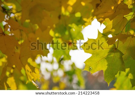 Yellow leaves tree against sky, background in autumn colors