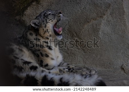 Snow leopards are also different from other big cats in other respects. They have a relatively short snout and a very long tail.