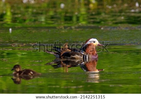 Red Data Book mandarin ducks in the wild. Beautiful bright ducks swim in the pond. Mandarin duck chicks.