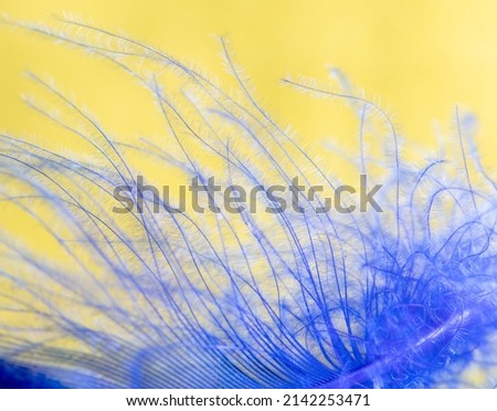 Blue feather on a yellow background. Close-up