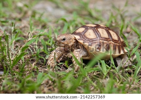 Tortoise is walking on the ground 