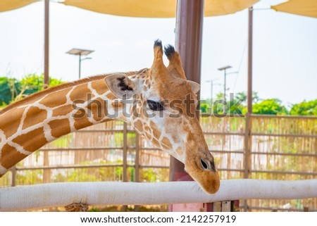 one beautiful giraffe stands in the zoo close-up