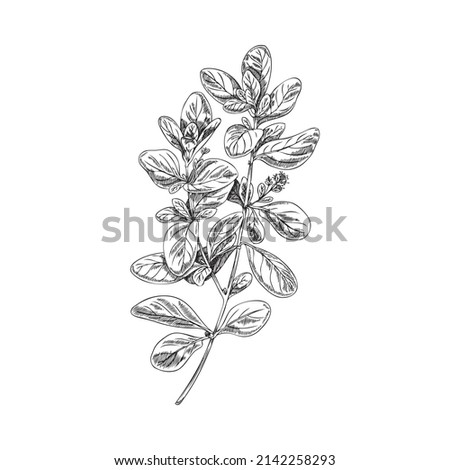 Marjoram or oregano herb twig, monochrome hand drawn vector illustration isolated on white background. Marjoram plant vintage image for culinary and cosmetics. Royalty-Free Stock Photo #2142258293