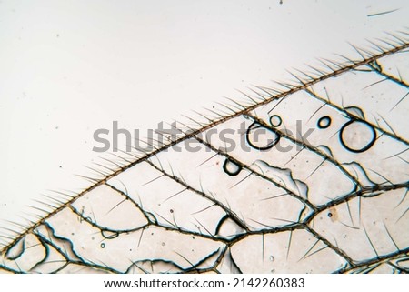 insect wing under microscope insect wing under microscope