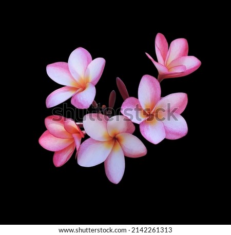 Plumeria, Frangipani, Graveyard tree, Close up pink-white single head plumeria flower bouquet on stalk isolated on black background. Top view  pink-yellow blooming frangipani flower branch.