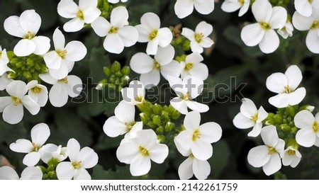close Arabis alpine shrub with small white flowers and green leaves grows on a sunny spring day, top view. white spring flowers Royalty-Free Stock Photo #2142261759