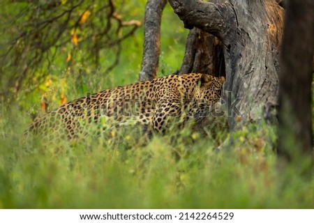 wild indian male leopard or panther hanging or resting on tree trunk in natural monsoon green background at jhalana forest or leopard reserve jaipur rajasthan india - panthera pardus fusca