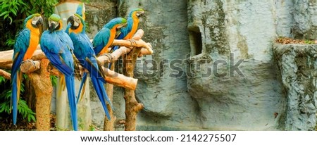 Photograph of a flock of parrots planting branches in the zoo in the morning.