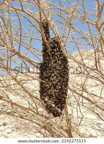 Beehive, natural honey, beehive in the tree