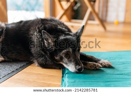 A black one-eyed dog with disabilities lays in a house Royalty-Free Stock Photo #2142285781