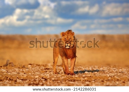 Lion with mane in Etosha, Namibia. African lion walking in the grass, with beautiful evening light. Wildlife scene from nature. Animal in the habitat. Royalty-Free Stock Photo #2142286031