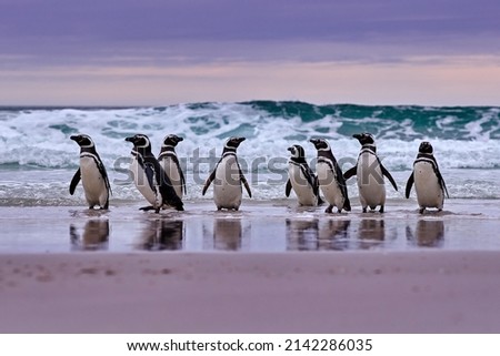 Penguin in the water. Bird playing in sea waves. Sea bird in the water. Magellanic penguin with ocean wave in the background, Falkland Islands, Antarctica.