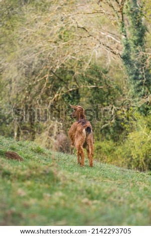 goat in lush green meadow in spring.Horizontal. space for copy