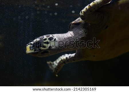 sea turtle swims in the dark water of the ocean