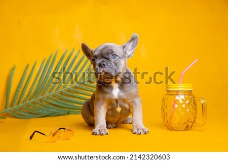 a French bulldog puppy on a yellow background, the concept of recreation, humor