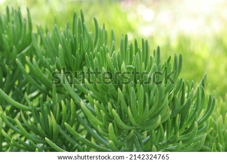 Natural green grass plants in spring. Cover page greenery .Environment ecology wallpaper. Spring background .Abstract green background. Pattern textured background. Screensaver to phone computer. 