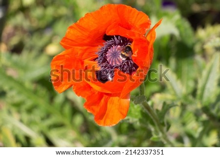 The view of a poppy flower in bloom with blurred green grass on  background.