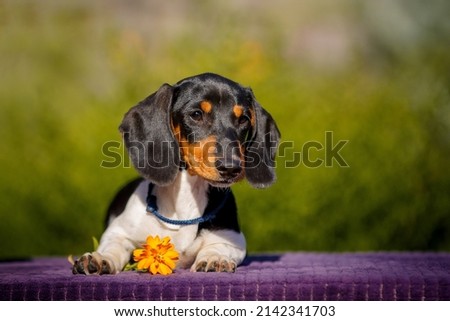 Small daschund puppy on table outdoors with yellow flower