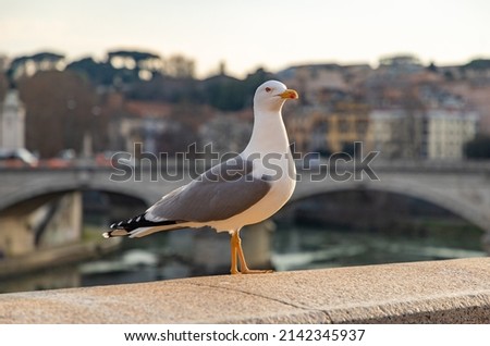 A picture of a seagull on a ledge.