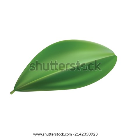 realistic green leaf vector illustration isolated on white background, package design, banner design,nature product mockup,